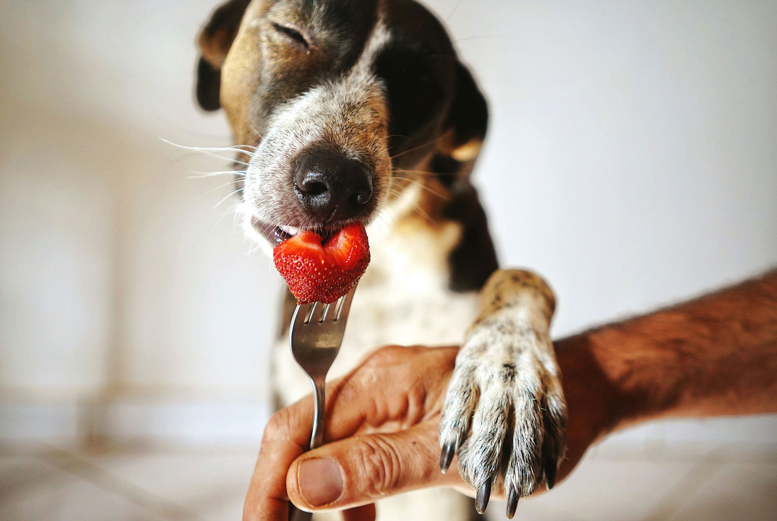 Nutridog